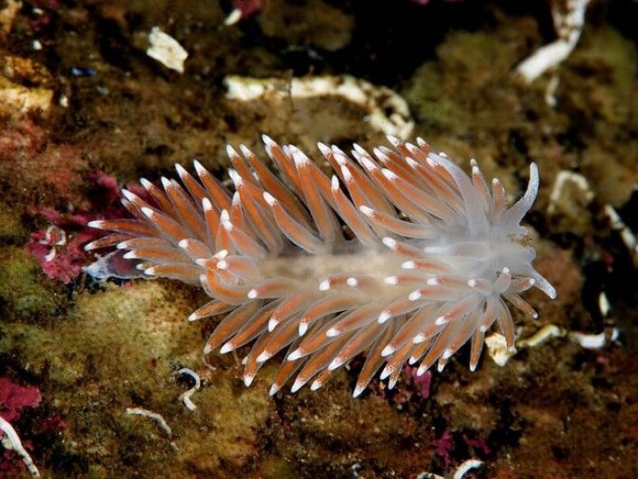 Rød frynsesnegl (Flabellina pellucida) har hvit kropp med rød/rosa tentakler med en hvit del helt ytterst. Den finnes rett under overflaten og ned til 20 meters dyp. Den er mellom tre til fire centimeter. (Foto: Bernard Picton / <a href="https://creativecommons.org/licenses/by-sa/4.0)">CC BY-SA 4.0</a> / Wikimedia Commons) Rød frynsesnegl (Flabellina pellucida) har hvit kropp med rød/rosa tentakler med en hvit del helt ytterst. Den finnes rett under overflaten og ned til 20 meters dyp. Den er mellom tre til fire centimeter. (Foto: Bernard Picton / <a href="https://creativecommons.org/licenses/by-sa/4.0)">CC BY-SA 4.0</a> / Wikimedia Commons)