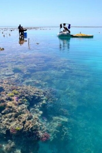Korallene ved One Tree Island, Great Barrier Reef, er fortsatt sunne. (Foto: Aaron Takeo Ninokawa) Korallene ved One Tree Island, Great Barrier Reef, er fortsatt sunne. (Foto: Aaron Takeo Ninokawa)