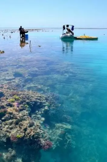 Korallene ved One Tree Island, Great Barrier Reef, er fortsatt sunne. (Foto: Aaron Takeo Ninokawa)