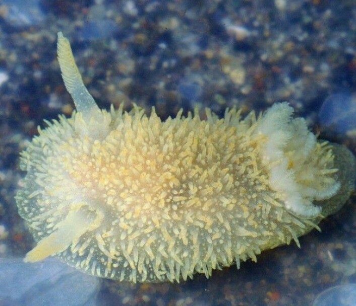 Acanthodoris pilosa kan minne om en kanin. Selv om fargen er kjedeligere enn hos andre snegler, har den en artig kroppsfasong. Den finnes langs hele kysten på fastlandet, men det er funnet flest i Nordland.<br>Lengden varierer fra tre til sju centimeter. (Foto: Minette Layne / <a href="https://creativecommons.org/licenses/by/2.0/deed.en">CC BY 2.0</a> / Wikimedia Commons) Acanthodoris pilosa kan minne om en kanin. Selv om fargen er kjedeligere enn hos andre snegler, har den en artig kroppsfasong. Den finnes langs hele kysten på fastlandet, men det er funnet flest i Nordland.<br>Lengden varierer fra tre til sju centimeter. (Foto: Minette Layne / <a href="https://creativecommons.org/licenses/by/2.0/deed.en">CC BY 2.0</a> / Wikimedia Commons)