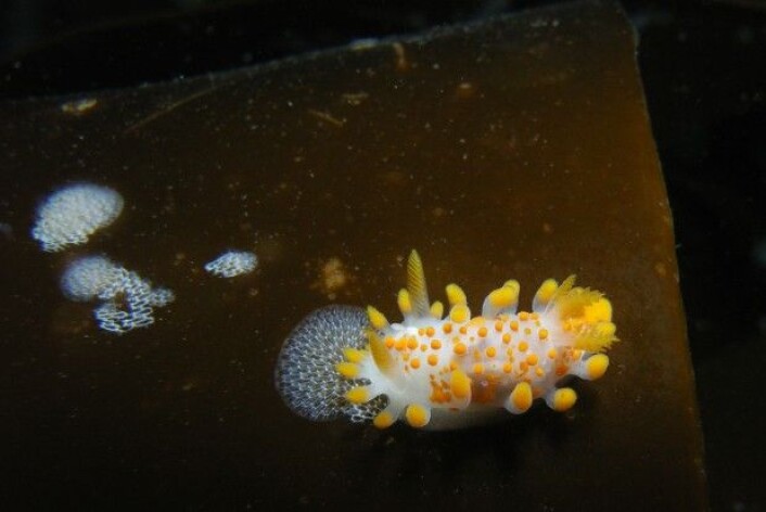 Limacia clavigera er en nakensnegle som det er veldig lett å kjenne igjen på grunn av den sterke gulfargen ytterst på tentaklene. Den har ellers hvit kropp med blå skjær, og kan bli opptil 4 centimenter lang.(Foto: Joroland, Wikimedia Commons) Limacia clavigera er en nakensnegle som det er veldig lett å kjenne igjen på grunn av den sterke gulfargen ytterst på tentaklene. Den har ellers hvit kropp med blå skjær, og kan bli opptil 4 centimenter lang.(Foto: Joroland, Wikimedia Commons)