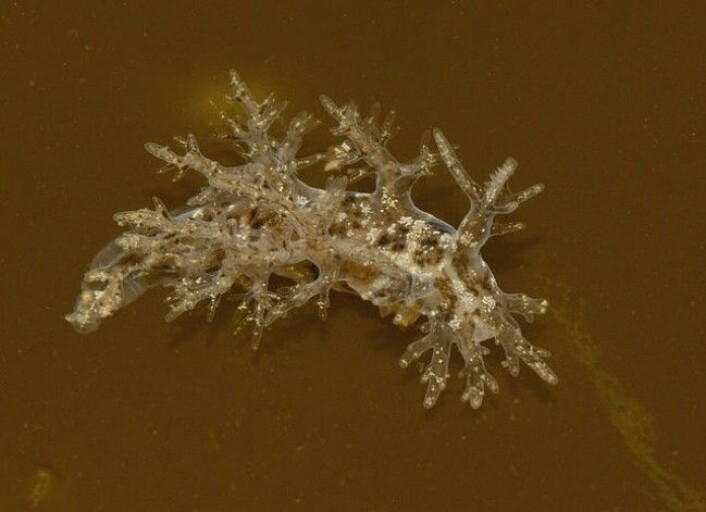 Busksnegl (Dendronotus frondosus) er den vanligste i Norge i busksneglfamilien. Den har rød, hvit, gul eller brun farge, med flotte «kvister» som stikker ut fra ryggen. Det er gjeller. <br>Når du først får øye på den, er den lett å kjenne igjen, men den kan være vanskelig å finne. Det er fordi kamuflasjen er veldig god, den ser nemlig ut som en korall. <br>Busksneglen blir rundt 10 centimeter lang.(Foto: By Marlin Harms / <a href="https://creativecommons.org/licenses/by/2.0/deed.en">CC BY 2.0</a> / Wikimedia Commons) Busksnegl (Dendronotus frondosus) er den vanligste i Norge i busksneglfamilien. Den har rød, hvit, gul eller brun farge, med flotte «kvister» som stikker ut fra ryggen. Det er gjeller. <br>Når du først får øye på den, er den lett å kjenne igjen, men den kan være vanskelig å finne. Det er fordi kamuflasjen er veldig god, den ser nemlig ut som en korall. <br>Busksneglen blir rundt 10 centimeter lang.(Foto: By Marlin Harms / <a href="https://creativecommons.org/licenses/by/2.0/deed.en">CC BY 2.0</a> / Wikimedia Commons)