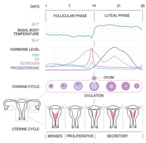 Spor En Forsker Blir Jeg Fullere Nar Jeg Har Menstruasjon