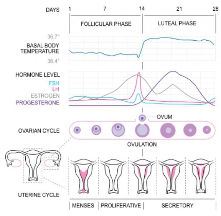 Hormonnivåene stiger og faller i løpet av en menstruasjonssyklus. Hormonet østrogen er på sitt høyeste like før eggløsning, mens hormonet progesteron stiger markant i lutealfasen. (Grafik Isometrik / Wikimedia Commons) Hormonnivåene stiger og faller i løpet av en menstruasjonssyklus. Hormonet østrogen er på sitt høyeste like før eggløsning, mens hormonet progesteron stiger markant i lutealfasen. (Grafik Isometrik / Wikimedia Commons)