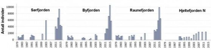 Variasjon i bunnfaunaens individtetthet (antall individer per kvadratmeter) (dybde 224-333 m) fra ulike fjorder rundt Bergen i årene fra 1979 til 2016. Tre av fjordene (Sørfjorden, Byfjorden, Raunefjorden) representerer terskelfjorder som er påvirket av menneskelig aktivitet (havbruk, kommunale avløp). Hjeltefjorden representerer et område med relativ høy vannutskifting. Den største endringen i antall individer etter år 2000 skyldes hovedsakelig økt dominans av hardføre børstemarker. (Figur: Uni ResearcH) Variasjon i bunnfaunaens individtetthet (antall individer per kvadratmeter) (dybde 224-333 m) fra ulike fjorder rundt Bergen i årene fra 1979 til 2016. Tre av fjordene (Sørfjorden, Byfjorden, Raunefjorden) representerer terskelfjorder som er påvirket av menneskelig aktivitet (havbruk, kommunale avløp). Hjeltefjorden representerer et område med relativ høy vannutskifting. Den største endringen i antall individer etter år 2000 skyldes hovedsakelig økt dominans av hardføre børstemarker. (Figur: Uni ResearcH)