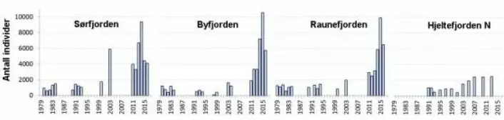 Variasjon i bunnfaunaens individtetthet (antall individer per kvadratmeter) (dybde 224-333 m) fra ulike fjorder rundt Bergen i årene fra 1979 til 2016. Tre av fjordene (Sørfjorden, Byfjorden, Raunefjorden) representerer terskelfjorder som er påvirket av menneskelig aktivitet (havbruk, kommunale avløp). Hjeltefjorden representerer et område med relativ høy vannutskifting. Den største endringen i antall individer etter år 2000 skyldes hovedsakelig økt dominans av hardføre børstemarker. (Figur: Uni ResearcH)