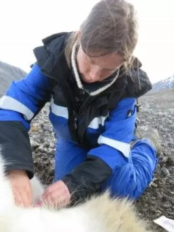 Forsker Heli Routti ved Norsk Polarinstitutt ute i felten og tar prøver av isbjørn. (Foto: Norsk Polarinstitutt)