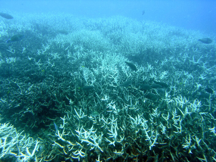 Blekede koraller. Dette betyr ikke at de er døde, men at de er svekkede, og kan dø på sikt. (Foto: Acropora/CC BY-SA 3.0) Blekede koraller. Dette betyr ikke at de er døde, men at de er svekkede, og kan dø på sikt. (Foto: Acropora/CC BY-SA 3.0)