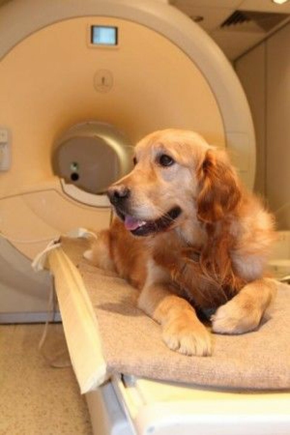 Ved hjelp av MR-skanningene kunne forskerne se at områder i hundenes venstre hjernehalvdel ble aktive når de gjenkjente de rosende ordene, mens de forble inaktive når ordene ikke ga mening – selv om de ble sagt på en rosende måte. (Foto: Borbála Ferenczy)