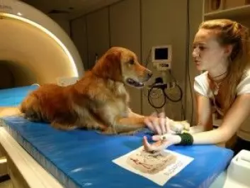 Forskerne brukte en MR-skanner til å undersøke hva som skjedde i hundenes hjerner når eierne snakket til dem på ulike måter. (Foto: Vilja og Vanda Molnar)