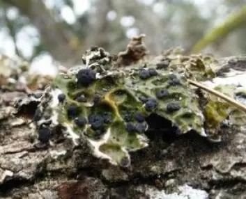 Svarte svulster, eller galler, på lav er et tegn på at den er infisert med parasitten <em>Plectocarpon lichenum</em>. (Foto: Kem Luther)