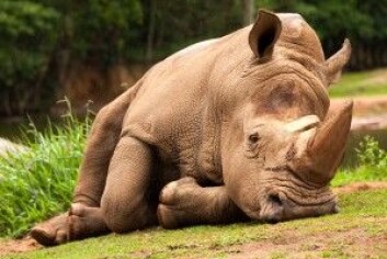 Alle pattedyr kan i prinsippet snorke, og et neshorn i København Zoo hadde faktisk for vane å gjøre det selv når den ikke sov. (Foto: Tacio Philip Sansonovski / Shutterstock / NTB scanpix) Alle pattedyr kan i prinsippet snorke, og et neshorn i København Zoo hadde faktisk for vane å gjøre det selv når den ikke sov. (Foto: Tacio Philip Sansonovski / Shutterstock / NTB scanpix)