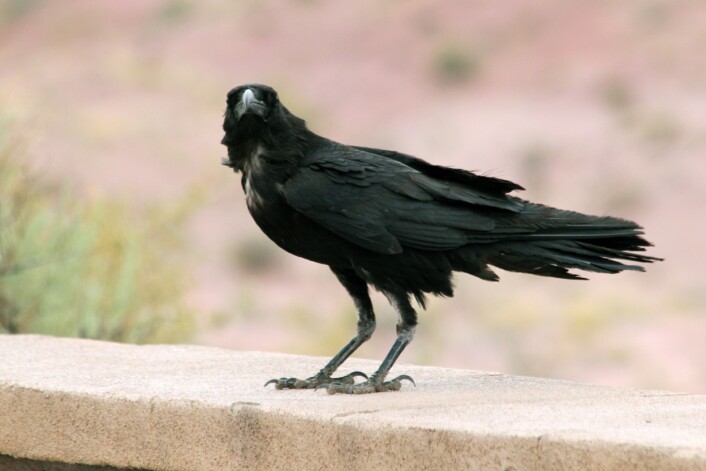 Kaktusravn (<em>Corvus cryptoleucus</em>) i Arizona. På engelsk heter den<em> Chihuahuan Raven</em>. (Foto: Quinn Dombrowski, Wikimedia Commons <a href="https://creativecommons.org/licenses/by-sa/2.0/deed.en">CC BY-SA 2.0</a>) Kaktusravn (<em>Corvus cryptoleucus</em>) i Arizona. På engelsk heter den<em> Chihuahuan Raven</em>. (Foto: Quinn Dombrowski, Wikimedia Commons <a href="https://creativecommons.org/licenses/by-sa/2.0/deed.en">CC BY-SA 2.0</a>)