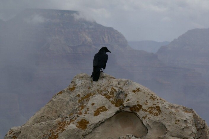 En ravn (<em>Corvus corax</em>) skuer ut over Grand Canyon. I genene sine har den kanskje rester av en gammel art. (Foto: Hermann Luyken, Wikimedia Commons <a href="https://creativecommons.org/publicdomain/zero/1.0/deed.en">CC0 1.0</a>) En ravn (<em>Corvus corax</em>) skuer ut over Grand Canyon. I genene sine har den kanskje rester av en gammel art. (Foto: Hermann Luyken, Wikimedia Commons <a href="https://creativecommons.org/publicdomain/zero/1.0/deed.en">CC0 1.0</a>)