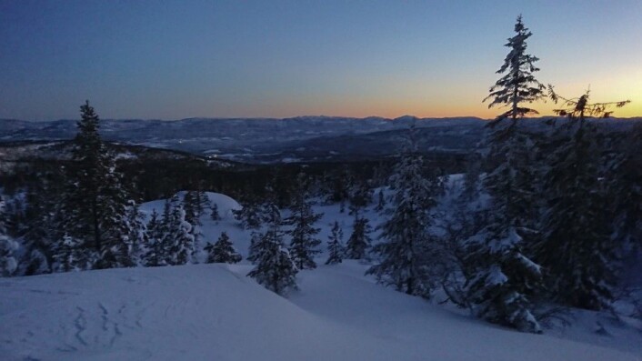 Om vinteren står trærne i dvale med lavt stoffskifte for å spare vann. (Foto: Arnfinn Christensen, forskning.no) Om vinteren står trærne i dvale med lavt stoffskifte for å spare vann. (Foto: Arnfinn Christensen, forskning.no)