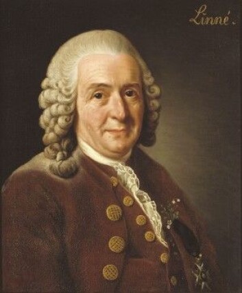 Carl von Linné ønsket at Uppsala hadde en erkebiskop som tenkte likt som Gunnerus gjorde. (Bilde: Alexander Roslin/Nationalmuseum, Sverige) Carl von Linné ønsket at Uppsala hadde en erkebiskop som tenkte likt som Gunnerus gjorde. (Bilde: Alexander Roslin/Nationalmuseum, Sverige)