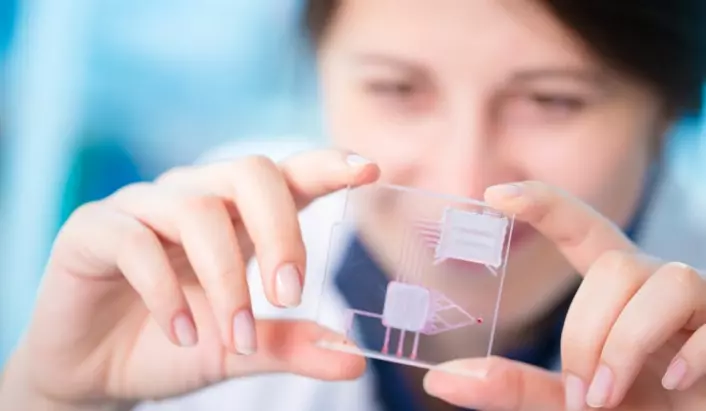 Testverktøy basert på mikrochips, populært kalt lab-on-a-chip, kan revolusjonere testing for en rekke sykdommer. Flåttbårne sykdommer er ett slikt område. Testene kan bli så billige at de kan komme til å få stor betydning også i den tredje verden. (Foto: science photo / Shutterstock / NTB scanpix)