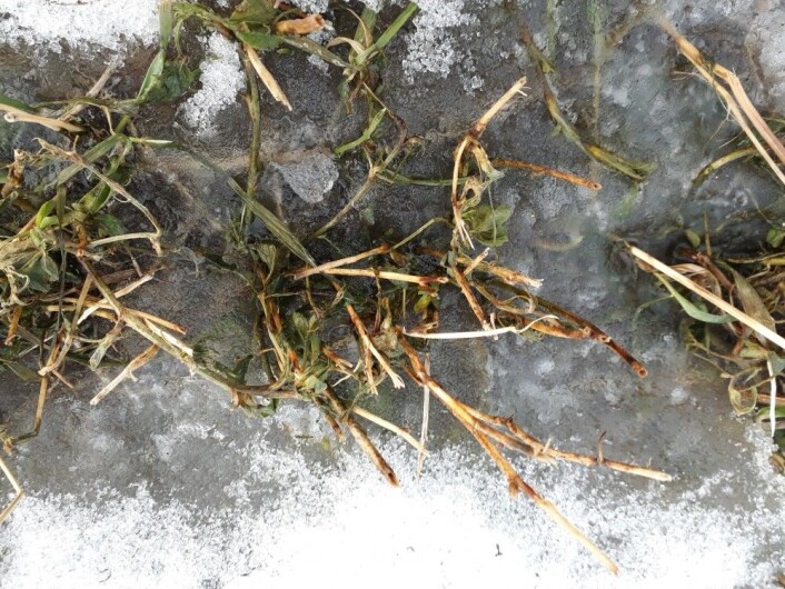 Etter en mildere periode har mye av snøen smeltet på jordene. Når det så fryser til får plantene mye lys, men lite luft. Sollyset lurer dem ut av vinterdvalen, men om plantene ikke får nok luft, vil de bli kvalt. (Foto: Ievina Sturite) Etter en mildere periode har mye av snøen smeltet på jordene. Når det så fryser til får plantene mye lys, men lite luft. Sollyset lurer dem ut av vinterdvalen, men om plantene ikke får nok luft, vil de bli kvalt. (Foto: Ievina Sturite)