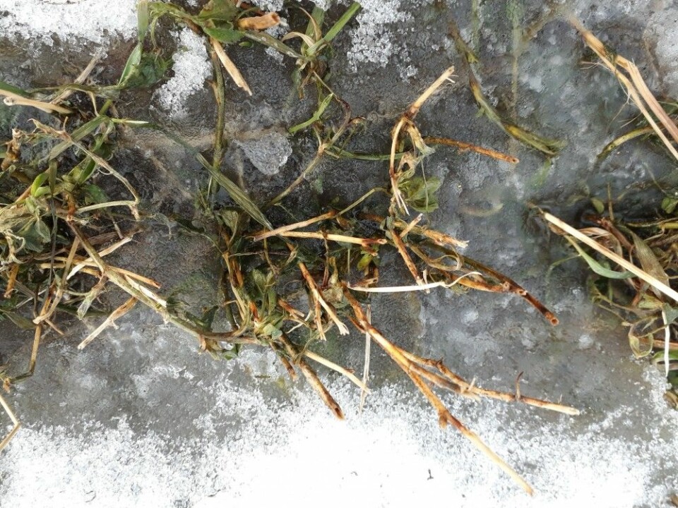Etter en mildere periode har mye av snøen smeltet på jordene. Når det så fryser til får plantene mye lys, men lite luft. Sollyset lurer dem ut av vinterdvalen, men om plantene ikke får nok luft, vil de bli kvalt. (Foto: Ievina Sturite)