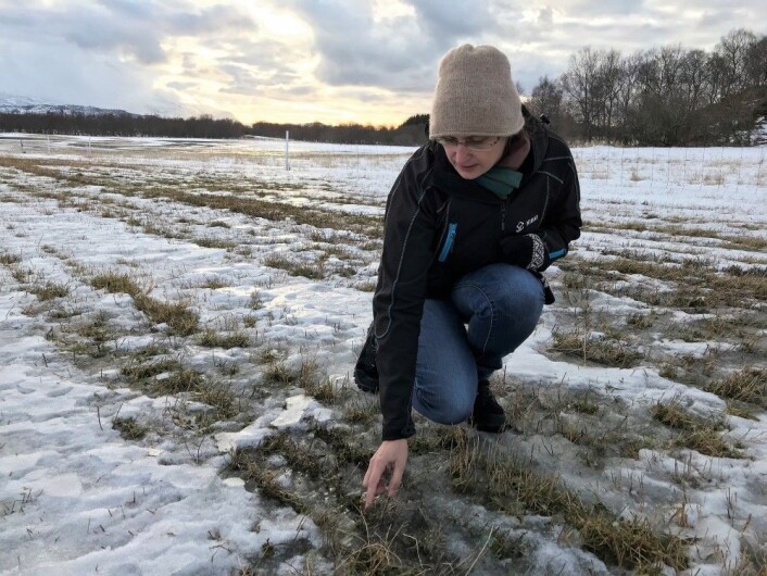 Forsker Ievina Sturite ved Norsk institutt for bioøkonomi (NIBIO) er bekymret for hvordan plantene i forsøksfeltet hennes på Tjøtta vil klare seg gjennom vinteren. (Foto: Liv Jorunn Hind) Forsker Ievina Sturite ved Norsk institutt for bioøkonomi (NIBIO) er bekymret for hvordan plantene i forsøksfeltet hennes på Tjøtta vil klare seg gjennom vinteren. (Foto: Liv Jorunn Hind)