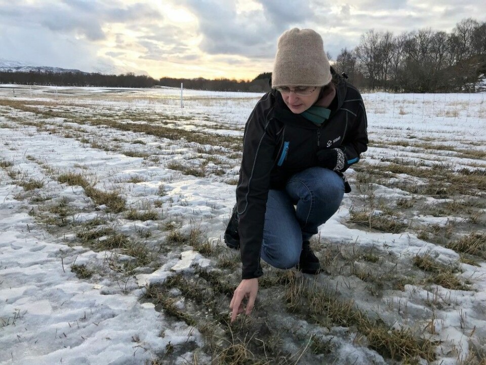 Forsker Ievina Sturite ved Norsk institutt for bioøkonomi (NIBIO) er bekymret for hvordan plantene i forsøksfeltet hennes på Tjøtta vil klare seg gjennom vinteren. (Foto: Liv Jorunn Hind)