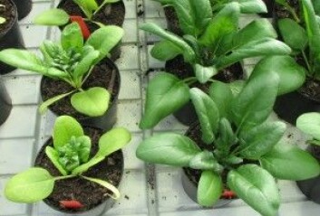Pottejordblandinger med for høy andel kompost kan gi alvorlig grad av misvekst: Spinatplantene til venstre vokser i en jordblanding med for mye kompost, plantene til høyre vokser i en jordblanding med optimal kompostinnblanding. (Foto: Trond Knapp Haraldsen) Pottejordblandinger med for høy andel kompost kan gi alvorlig grad av misvekst: Spinatplantene til venstre vokser i en jordblanding med for mye kompost, plantene til høyre vokser i en jordblanding med optimal kompostinnblanding. (Foto: Trond Knapp Haraldsen)
