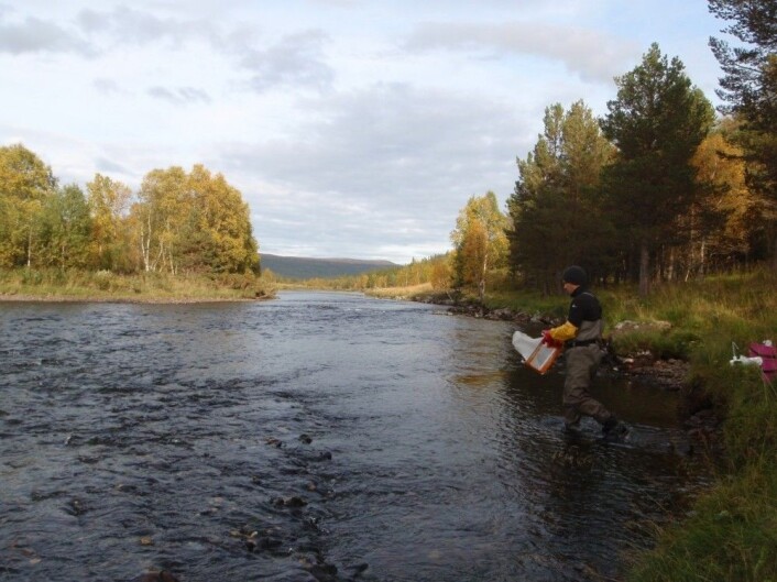 Atna er et helt uregulert vassdrag og kommer fra Verkilsdalsvatn i Rondane nasjonalpark. (Foto: Susanne Schneider, NIVA) Atna er et helt uregulert vassdrag og kommer fra Verkilsdalsvatn i Rondane nasjonalpark. (Foto: Susanne Schneider, NIVA)