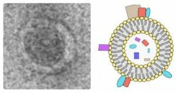 Slik ser en bakterieblære ut gjennom et elektronmikroskop. Blæren er ca. 100 nanometer stor. Forskerne har funnet ut at de inneholder proteiner, fett, DNA or andre molekyler fra bakteriene. (Foto og figur: Magnus Ø. Arntzen)