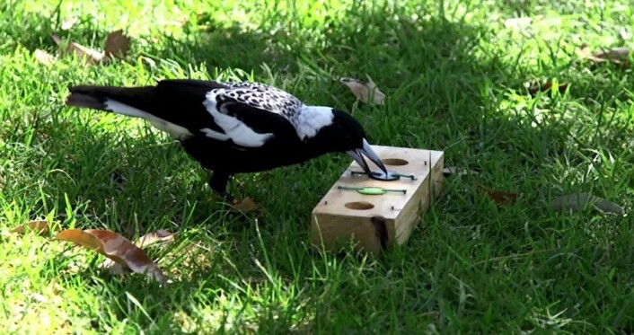 Plystreskjærene pirker fram maten med nebbet fra gropen under lokket. Men det gjelder å vite hvilket lokk maten ligger gjemt bak. (Foto: Benjamin Ashton, University of Western Australia) Plystreskjærene pirker fram maten med nebbet fra gropen under lokket. Men det gjelder å vite hvilket lokk maten ligger gjemt bak. (Foto: Benjamin Ashton, University of Western Australia)
