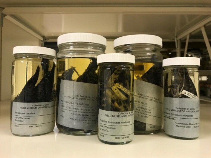 Hjernene som ble undersøkt kom fra spritsamlingene ved The Field Museum og Harvard Museum of Natural History. (Foto: The Field Museum) Hjernene som ble undersøkt kom fra spritsamlingene ved The Field Museum og Harvard Museum of Natural History. (Foto: The Field Museum)