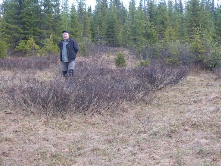 Henrik Wallin i et lappvierkratt angrepet av lappvierbukk I Trysil. (Foto: Torstein Kvamme) Henrik Wallin i et lappvierkratt angrepet av lappvierbukk I Trysil. (Foto: Torstein Kvamme)