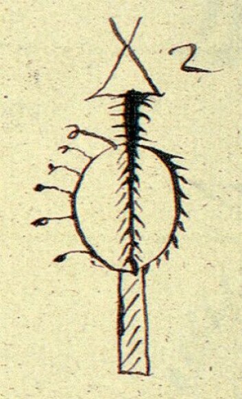Gand-flue tegnet bak på ei runebomme fra Rødøy (Helgeland). Dikterpresten Petter Dass (1647–1707) kom til å fortelle om gand som fluer, som han kalte «Belzebubs fluer» (djevelens fluer). Johan Randulf (1686–1735) forteller om gandfluer omtrent slik i Nærøymanuskriptet (1723): Ikke alle finner har disse fluene, men kun de sterkeste og mest lærde noaider. Når de runer etter dem … åpenbares i luften en stor fugl på størrelse med en hønse-hauk eller falk. Denne spyr ut til dem disse gand-fluer av sitt nebb, og noen rister de ut fra sine fjær og vinger. Det er uten tvil naturlige, men forgiftede fluer, som denne Satan i sin fugle-ham har sanket fra et annet sted i verden, til Finnenes onde tjeneste. Fluene samler finnen opp og legger i en eske, for siden å sende dem ut som gand. (Illustrasjon: XA Qv. 23, NTNU UB) Gand-flue tegnet bak på ei runebomme fra Rødøy (Helgeland). Dikterpresten Petter Dass (1647–1707) kom til å fortelle om gand som fluer, som han kalte «Belzebubs fluer» (djevelens fluer). Johan Randulf (1686–1735) forteller om gandfluer omtrent slik i Nærøymanuskriptet (1723): Ikke alle finner har disse fluene, men kun de sterkeste og mest lærde noaider. Når de runer etter dem … åpenbares i luften en stor fugl på størrelse med en hønse-hauk eller falk. Denne spyr ut til dem disse gand-fluer av sitt nebb, og noen rister de ut fra sine fjær og vinger. Det er uten tvil naturlige, men forgiftede fluer, som denne Satan i sin fugle-ham har sanket fra et annet sted i verden, til Finnenes onde tjeneste. Fluene samler finnen opp og legger i en eske, for siden å sende dem ut som gand. (Illustrasjon: XA Qv. 23, NTNU UB)