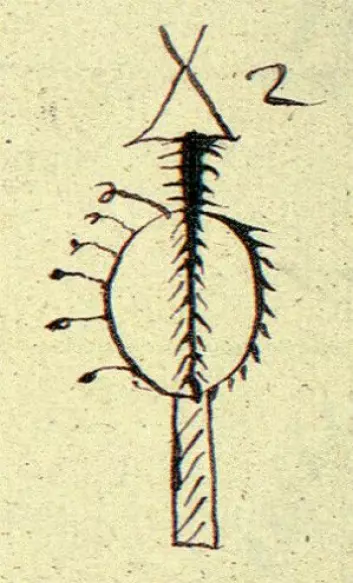 Gand-flue tegnet bak på ei runebomme fra Rødøy (Helgeland). Dikterpresten Petter Dass (1647–1707) kom til å fortelle om gand som fluer, som han kalte «Belzebubs fluer» (djevelens fluer). Johan Randulf (1686–1735) forteller om gandfluer omtrent slik i Nærøymanuskriptet (1723): Ikke alle finner har disse fluene, men kun de sterkeste og mest lærde noaider. Når de runer etter dem … åpenbares i luften en stor fugl på størrelse med en hønse-hauk eller falk. Denne spyr ut til dem disse gand-fluer av sitt nebb, og noen rister de ut fra sine fjær og vinger. Det er uten tvil naturlige, men forgiftede fluer, som denne Satan i sin fugle-ham har sanket fra et annet sted i verden, til Finnenes onde tjeneste. Fluene samler finnen opp og legger i en eske, for siden å sende dem ut som gand. (Illustrasjon: XA Qv. 23, NTNU UB)