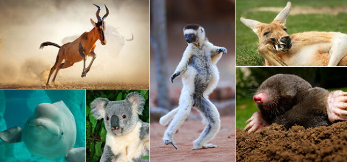 Til nå vet vi om rundt 6500 arter pattedyr. Det finnes til sammenligning flere millioner arter insekter. Men pattedyrene varierer til gjengjeld enormt i størrelse, utseende og levevis. (Bilde fra Mammal Diversity Database, Creative Commons Attribution 4.0) Til nå vet vi om rundt 6500 arter pattedyr. Det finnes til sammenligning flere millioner arter insekter. Men pattedyrene varierer til gjengjeld enormt i størrelse, utseende og levevis. (Bilde fra Mammal Diversity Database, Creative Commons Attribution 4.0)