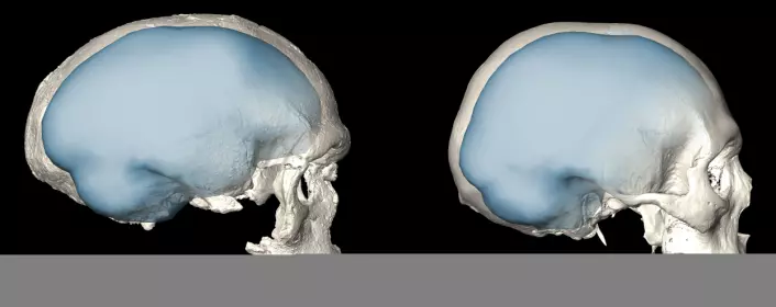 Det samme bildet som i toppen, som viser tydelig hvordan volumet inne i skallen er forskjellig. Hjernestørrelsen er basert på antagelser om hvordan dette hulrommet ser ut. (Bilde: Simon Neubauer, Philipp Gunz, MPI EVA Leipzig / CC-BY-SA 4.0)