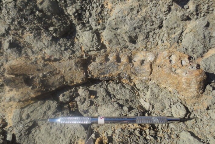 Slik ble kjeven til Mansourasaurus shahinae funnet i fjellet ved Dakhla-oasen i Egypt. (Foto: Hesham Sallam, Mansoura University) Slik ble kjeven til Mansourasaurus shahinae funnet i fjellet ved Dakhla-oasen i Egypt. (Foto: Hesham Sallam, Mansoura University)