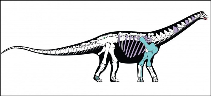 Rekonstruksjon av skjelettet til den nye titanosauren Mansourasaurus shahinae. Bein vist i farge er de som er bevart i den opprinnelige fossilen, andre bein er basert på nær beslektede dinosaurer. (Illustrasjon: Andrew McAfee, Carnegie Museum of Natural History) Rekonstruksjon av skjelettet til den nye titanosauren Mansourasaurus shahinae. Bein vist i farge er de som er bevart i den opprinnelige fossilen, andre bein er basert på nær beslektede dinosaurer. (Illustrasjon: Andrew McAfee, Carnegie Museum of Natural History)