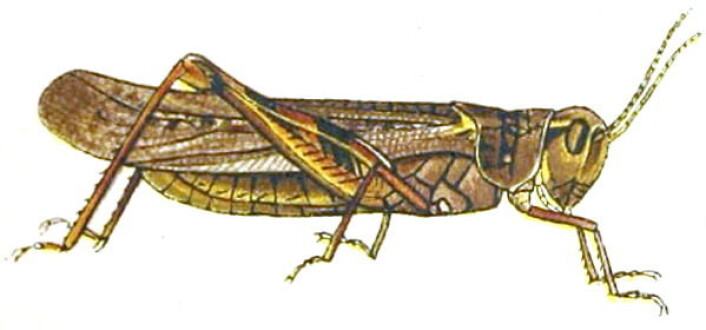 Melanoplus spretus. Bøndenes plage. Ikke søt. Ingen sterke stemmer ber om å få den tilbake. (Illustrasjon: Wikimedia, Julius Bien University of Minnesota) Melanoplus spretus. Bøndenes plage. Ikke søt. Ingen sterke stemmer ber om å få den tilbake. (Illustrasjon: Wikimedia, Julius Bien University of Minnesota)
