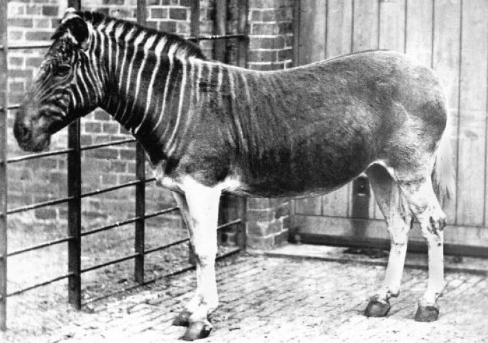 En kvagga i London Zoo. De er antakelig borte for alltid. (Foto: Frederick York, Wikimedia) En kvagga i London Zoo. De er antakelig borte for alltid. (Foto: Frederick York, Wikimedia)