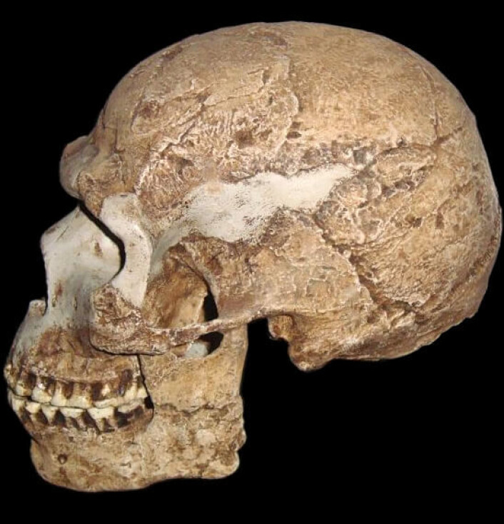 Dette er en rekonstruert hodeskalle fra en annen tidlig Homo sapiens som har blitt funnet i Israel. Denne skallen er rundt 100 000 år gammel, og den viser en blanding mellom moderne og gamle trekk, men dette er Homo sapiens. (bilde: Wapondaponda/CC BY-SA 3.0) Dette er en rekonstruert hodeskalle fra en annen tidlig Homo sapiens som har blitt funnet i Israel. Denne skallen er rundt 100 000 år gammel, og den viser en blanding mellom moderne og gamle trekk, men dette er Homo sapiens. (bilde: Wapondaponda/CC BY-SA 3.0)
