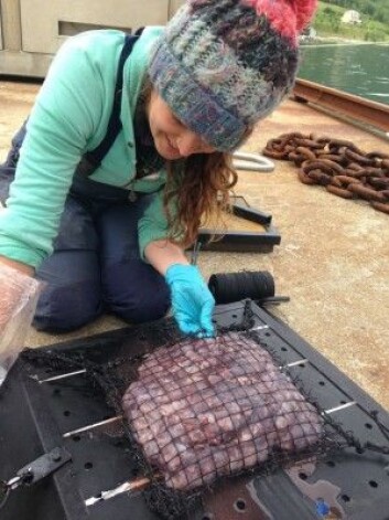 Kathy Dunlopp fra Akvaplan-niva har her klargjort agnet, maneter, på plata som skal senkes i sjøen. (Foto: Daniel Jones, National Oceanography Centre, Southampton) Kathy Dunlopp fra Akvaplan-niva har her klargjort agnet, maneter, på plata som skal senkes i sjøen. (Foto: Daniel Jones, National Oceanography Centre, Southampton)