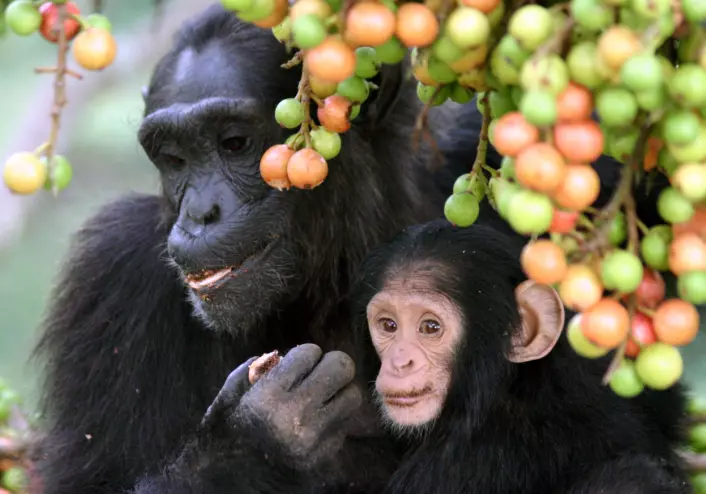 Sjimpanser er også sosiale dyr, men i mye mindre skala enn oss. De lever i flokker på mellom 15-150 individer. Dette bildet er fra Uganda. (Foto: Alain Houle (Harvard University)/CC-BY 4.0)