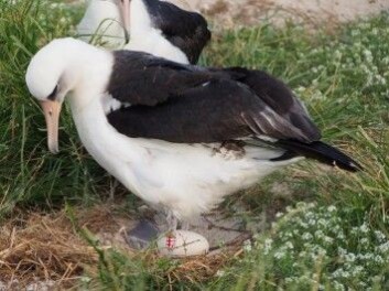 Albatrosser holder seg til samme make hele livet. Men med sin høye alder har Wisdom overlevd flere maker. Her ser vi partneren Akeakamai som ruger på det nye egget. (Foto: USFWS – Pacific Region) Albatrosser holder seg til samme make hele livet. Men med sin høye alder har Wisdom overlevd flere maker. Her ser vi partneren Akeakamai som ruger på det nye egget. (Foto: USFWS – Pacific Region)