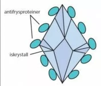 Slik omringer antifrys-proteiner iskrystaller i blodet så de ikke kan vokse og skade torsken. Disse er mer effektive enn alkoholer, som andre organismer bruker som frostvæske. (Ill: Helle Baalsrud)