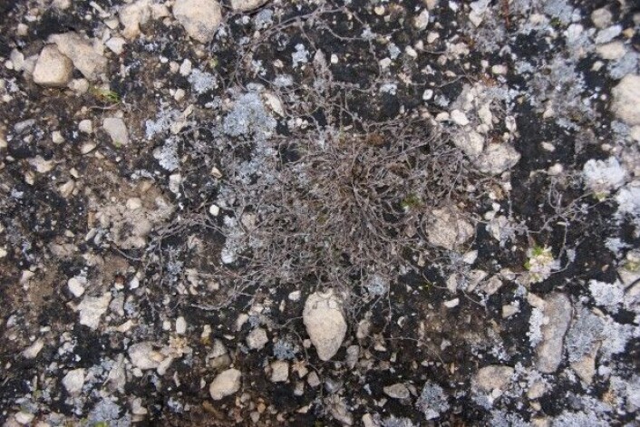 Floraen på Spitsbergen har ikke godt av varmere vintre. Fotografiet viser død rødsildre. (Foto: Jarle W. Bjerke) Floraen på Spitsbergen har ikke godt av varmere vintre. Fotografiet viser død rødsildre. (Foto: Jarle W. Bjerke)