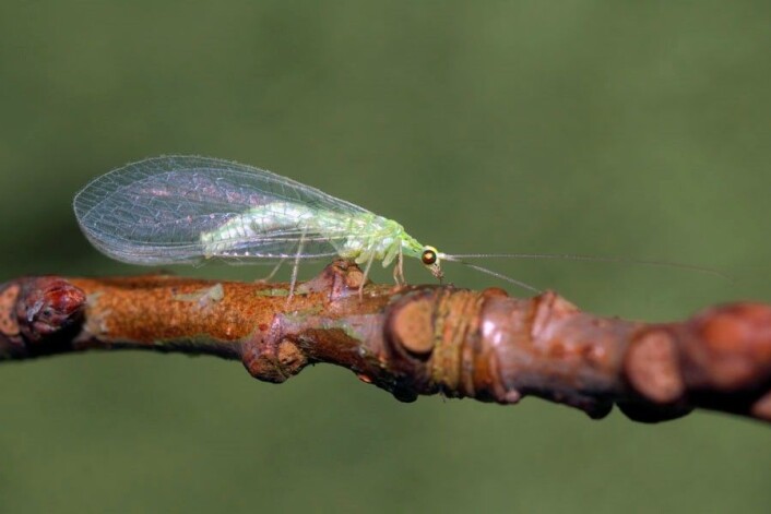 Tevgulløye Cunctochrysa albolineata. (Foto: Ole Fogh Nielsen, Lisens CC BY 4.0) Tevgulløye Cunctochrysa albolineata. (Foto: Ole Fogh Nielsen, Lisens CC BY 4.0)