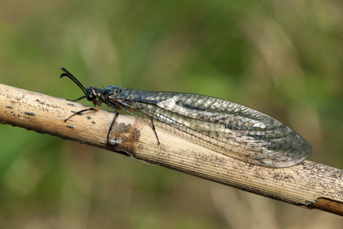 Slik ser en voksen strandmaurløve ut, Myrmeleon bore. (Foto: Ole Fogh Nielsen, Lisens CC BY 4.0) Slik ser en voksen strandmaurløve ut, Myrmeleon bore. (Foto: Ole Fogh Nielsen, Lisens CC BY 4.0)