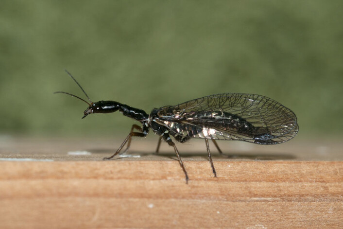 Kamelhalsfluene beveger den lange halsen på en måte som minner om slangebevegelser. Det latinske navnet på insektet er <em>Phaeostigma notata</em>. ( Foto: Ole Fogh Nielsen, Lisens CC BY 4.0) Kamelhalsfluene beveger den lange halsen på en måte som minner om slangebevegelser. Det latinske navnet på insektet er <em>Phaeostigma notata</em>. ( Foto: Ole Fogh Nielsen, Lisens CC BY 4.0)