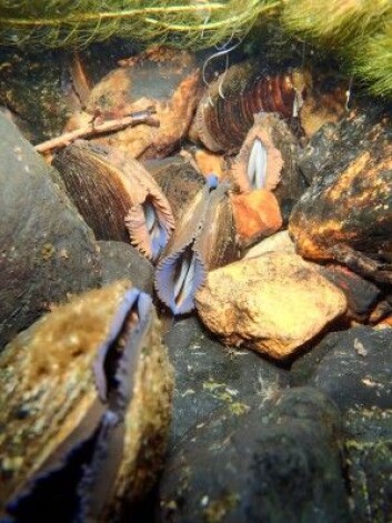 Ser du disse liggende i elva, må du la dem ligge. De er nemlig en truet art. (Foto: Paul Eric Aspholm, NIBIO) Ser du disse liggende i elva, må du la dem ligge. De er nemlig en truet art. (Foto: Paul Eric Aspholm, NIBIO)