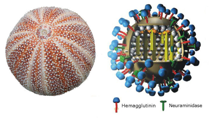 Til venstre: Kråkebolle. Til høyre: Influensavirus. Proteinkappen er brun. Hemagglutinin i blått, neuraminidase i grønt. Si at det ligner litt på en kråkebolle, da. Bittelitte grann? (Bilder: Kråkebolla – Nina Aldin Thune, CC-BY-SA 2.5 Generic. Virusfigur – M. Eickmann, begge bearbeidet av forskning.no.) Til venstre: Kråkebolle. Til høyre: Influensavirus. Proteinkappen er brun. Hemagglutinin i blått, neuraminidase i grønt. Si at det ligner litt på en kråkebolle, da. Bittelitte grann? (Bilder: Kråkebolla – Nina Aldin Thune, CC-BY-SA 2.5 Generic. Virusfigur – M. Eickmann, begge bearbeidet av forskning.no.)